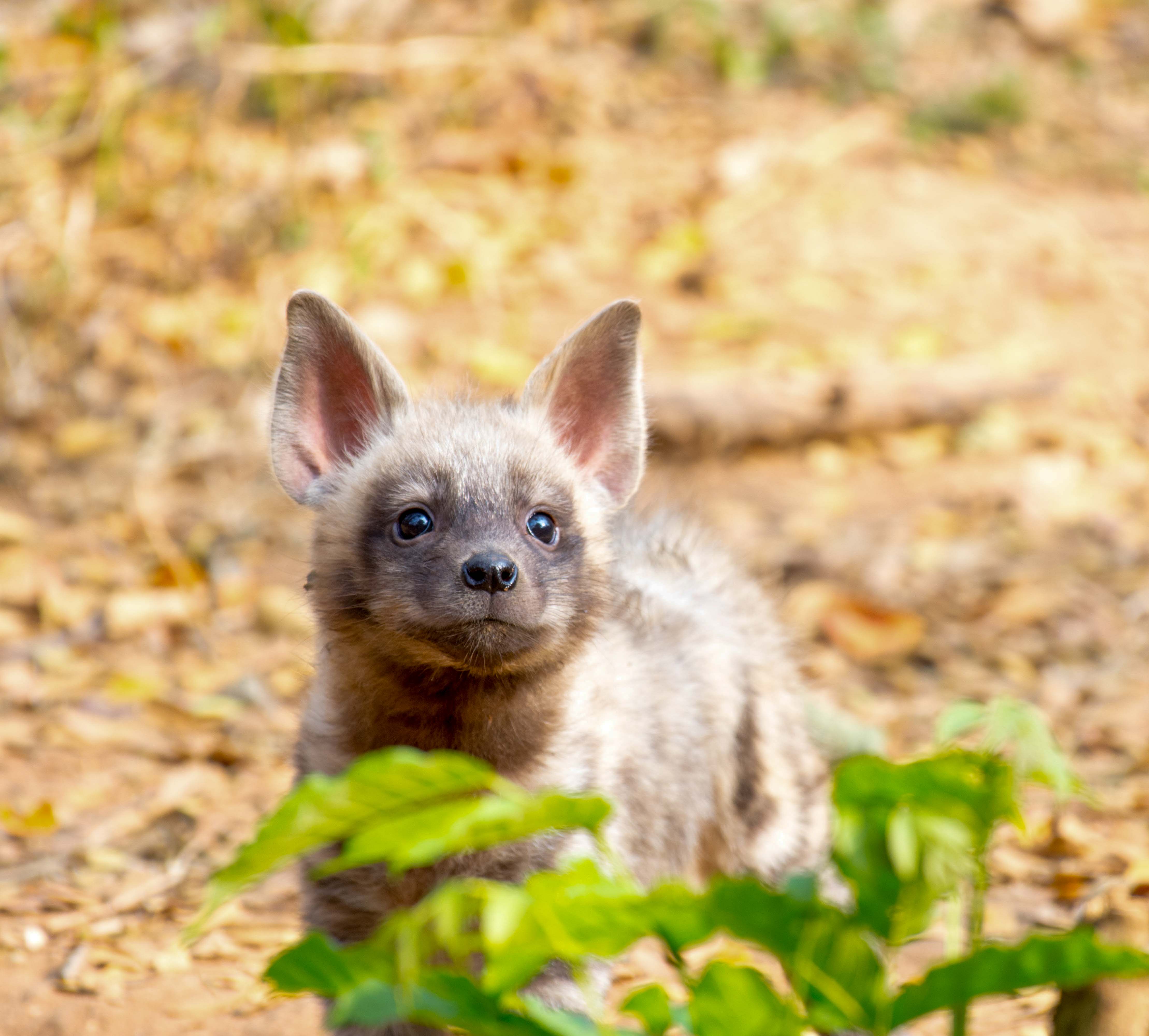 Striped Hyena